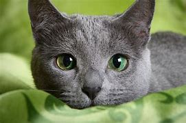 Image result for Russian Blue Cat German Shepherd