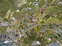 Image result for Cinnamon Camphor Tree