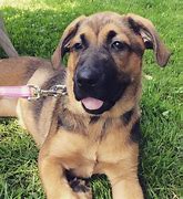 Image result for German Shepherd Mix with Labrador