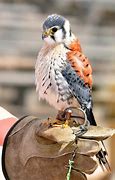 Image result for Kestrel Falconry