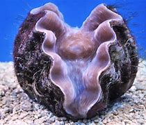 Image result for Giant Clam Attacks