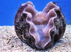 Image result for Beautiful Giant Clam