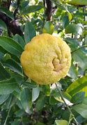 Image result for Lemon Tree with Thorns