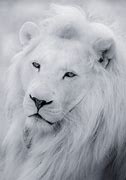 Image result for White Lion Angry