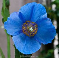 Image result for blue poppies