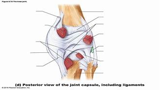 Image result for Posterior Knee Joint