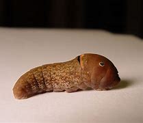 Image result for Caterpillar Tiger Swallowtail Pupa