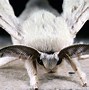 Image result for Silk Moth