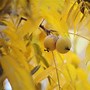 Image result for Identify Walnut Tree