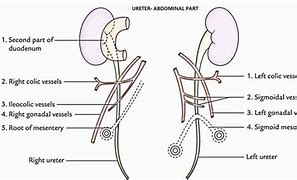 Image result for Abdominal Ureter