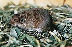 Image result for Baby Black Meadow Vole