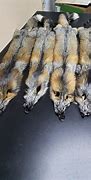 Image result for Fox Pelt Hat