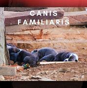 Image result for Canis Familiaris