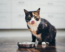 Image result for Woman Ate Cat Body Cam