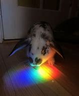 Image result for Rainbow Rabbit