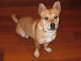 Image result for Corgi Basset Hound Mix