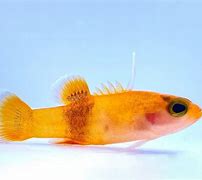 Image result for Expensive Saltwater Fish