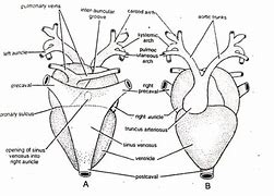 Image result for Frog Circulatory System Diagram