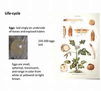 Image result for Life Cycle of Potato Tuber Moth