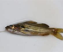 Image result for Tengra Fish HD Image