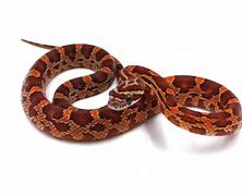 Image result for Biggest Corn Snake