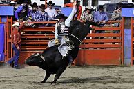 Image result for Real Rodeo Cowboys