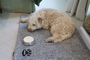 Image result for Tired Dog Images