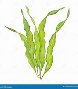 Image result for Watercolor Seaweed