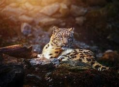 Image result for Snow Leopard Back Legs Lying Down