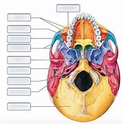 Image result for Skull Inferior View