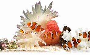 Image result for Coral Reef Fish