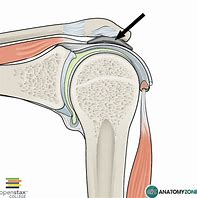 Image result for Bursa Subacromialis