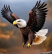 Image result for Bald Eagle Flying Head above Wings