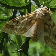 Image result for Tussock Moth Larvae