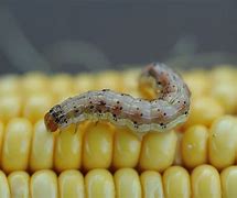 Image result for Corn Pests