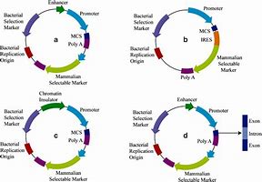 Image result for Expression Vector Line