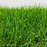 Image result for Moss-Covered Yard