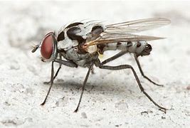 Image result for Fly Side View