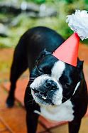 Image result for Puppy Party Time