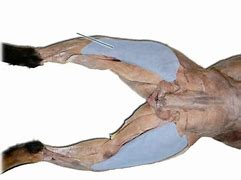 Image result for Cranial Tibial Muscle Dissected Cat