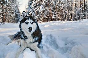 Image result for Alaskan Huskies Dogs