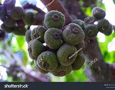 Image result for Buah Ara