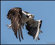 Image result for Adult Osprey Flight