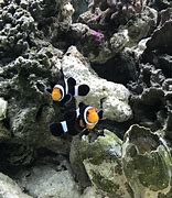 Image result for Mccullochi Clownfish