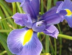 Image result for Summer June Flowers