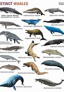 Image result for Aegyptocetus