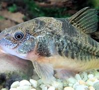 Image result for Popular Freshwater Fish W Whiskers