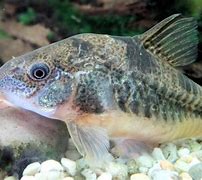 Image result for Freshwater Fish with Whiskers