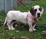 Image result for Basset Hound Cattle Dog Mix