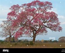 Image result for Ippe Tree